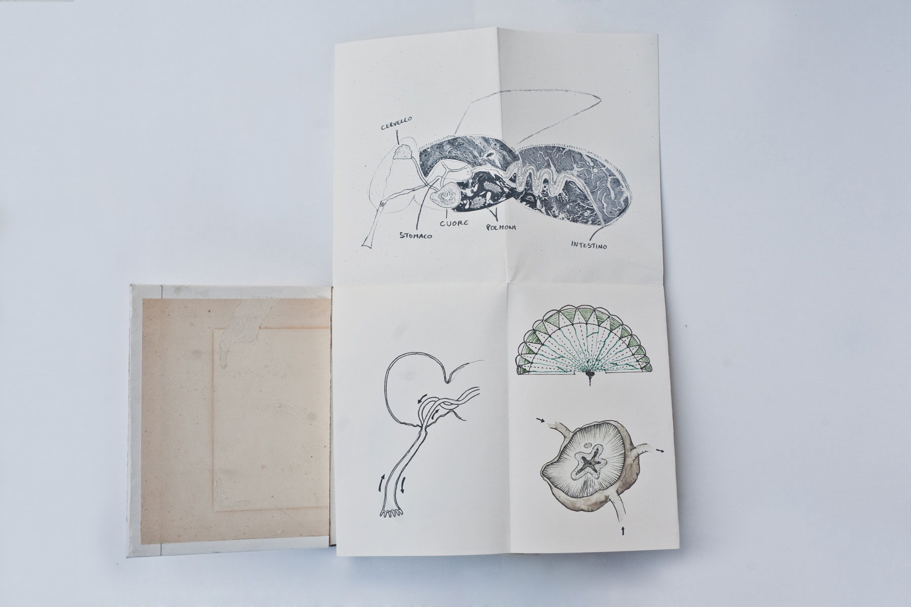 librometamorfosi5