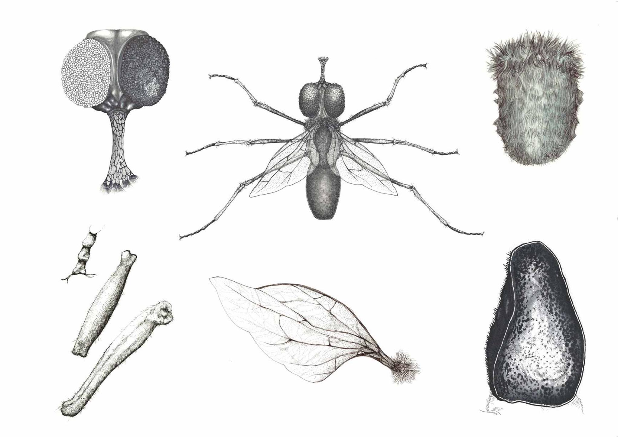 metamorfosi10
