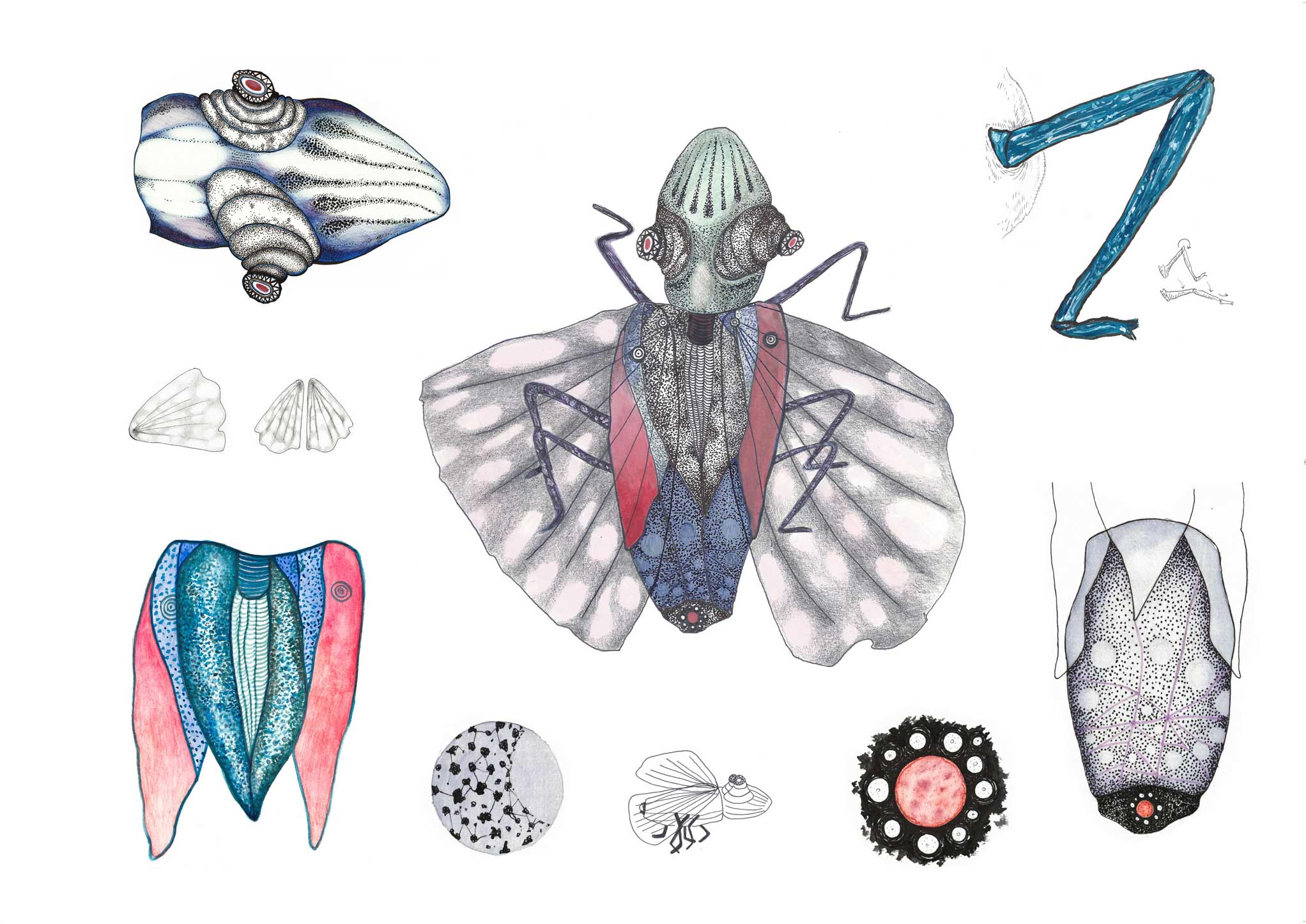 metamorfosi9